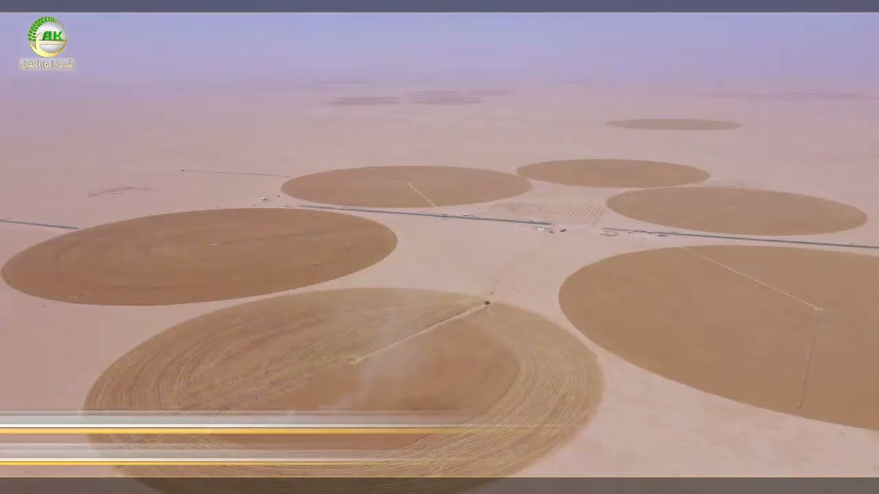 موسم حصاد الحنطة - مزارع انوارالكفيل - كربلاء المقدشة
