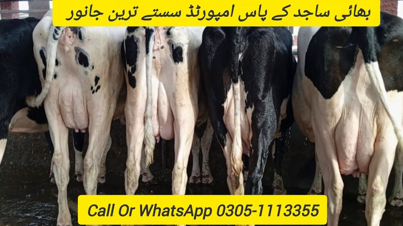 Pakistan Dairy Animals High Milking Hub 