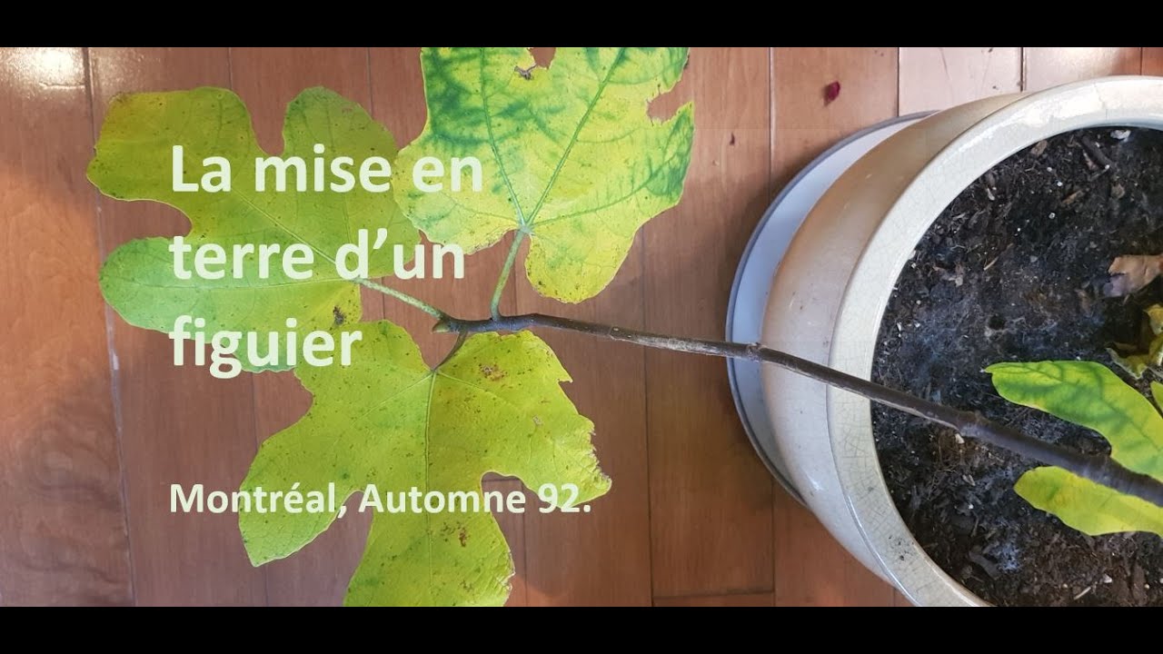 La mise en terre d'un figuier à Montréal pour le protéger du froid intense de l'hiver.