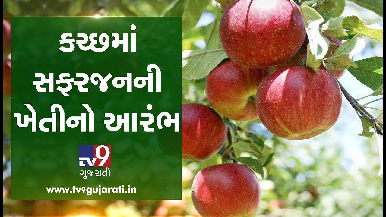 કચ્છમાં સફરજન ખેતીનો આરંભ | Tv9GujaratiNews