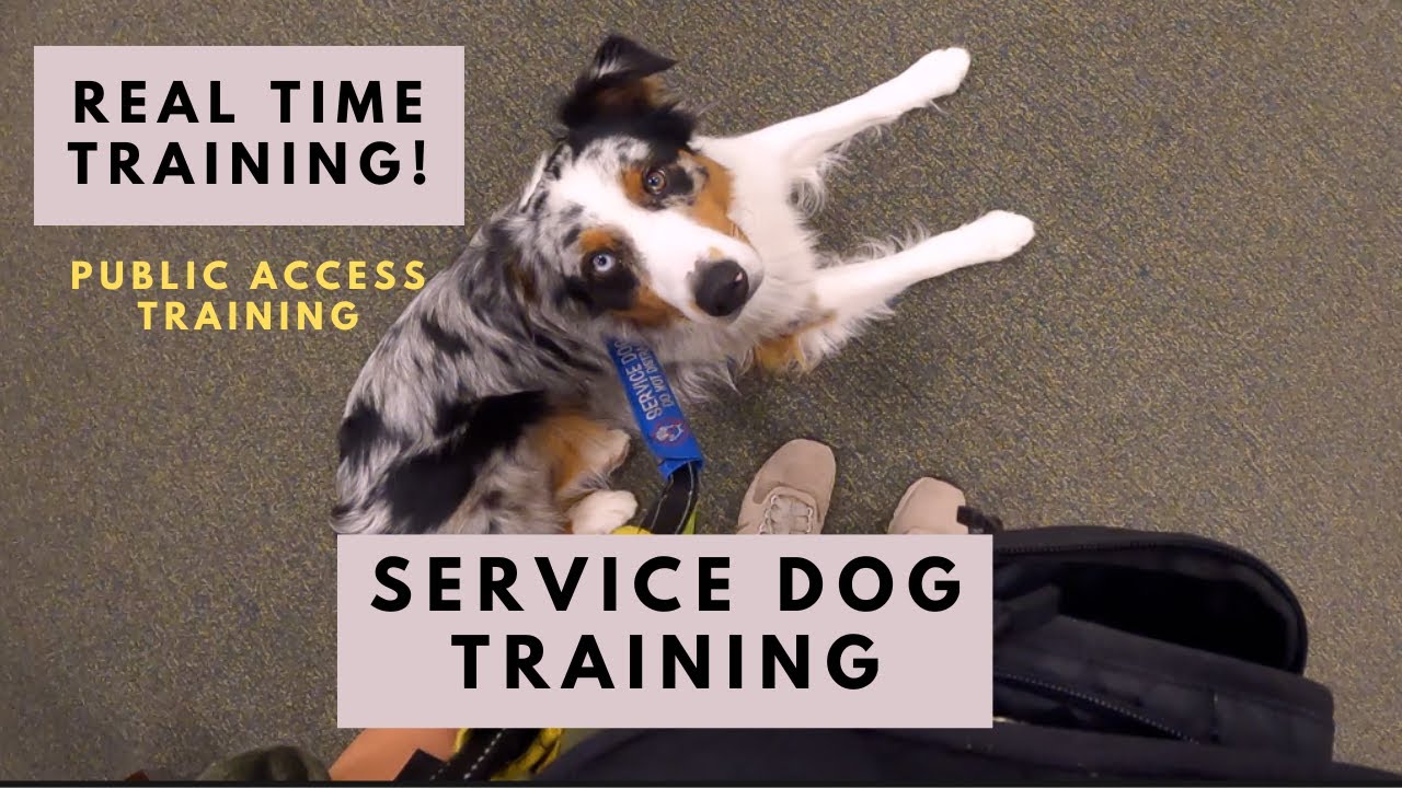 Updated Service Dog Training: Heel, Anxiety Alerts, Settling in Public | AstroFromTheBlue ~ Aussie