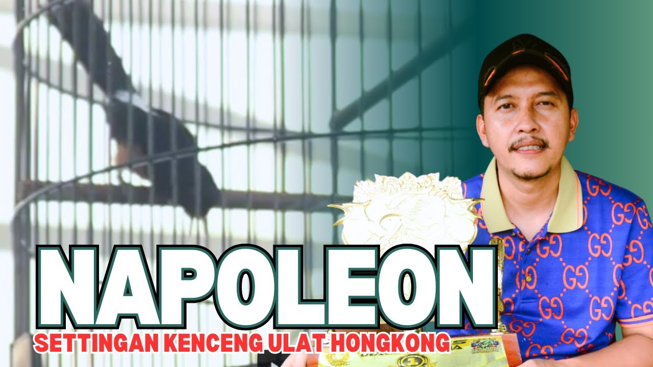 [MB NAPOLEON] Settingan Kenceng Murai Batu Napoleon Deacar arena murai setting ulat hongkong HoBi ID
