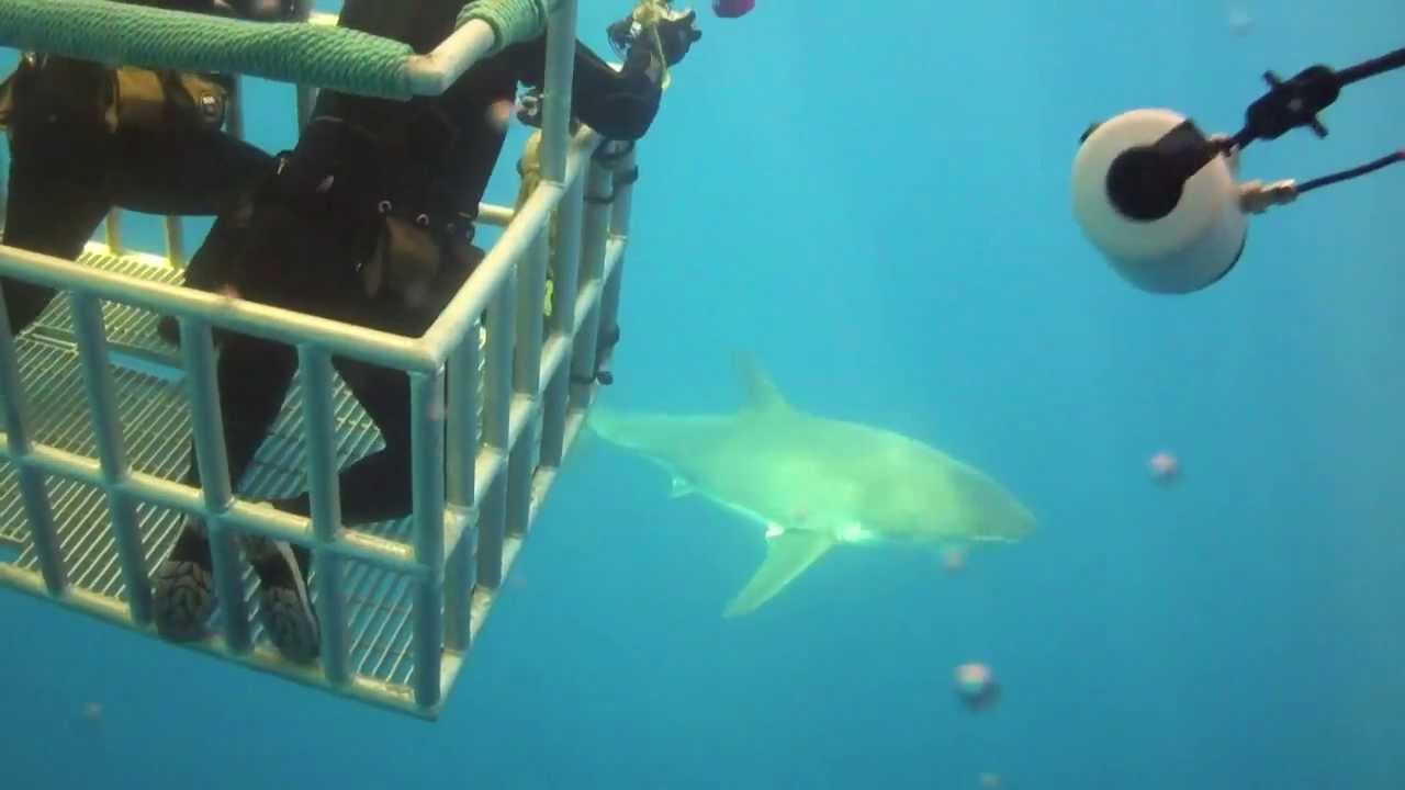 Ikelite - Flip UltraHD 8GB | 2 hr ( Nautilus Explorer, Guadalupe Sept '10 )