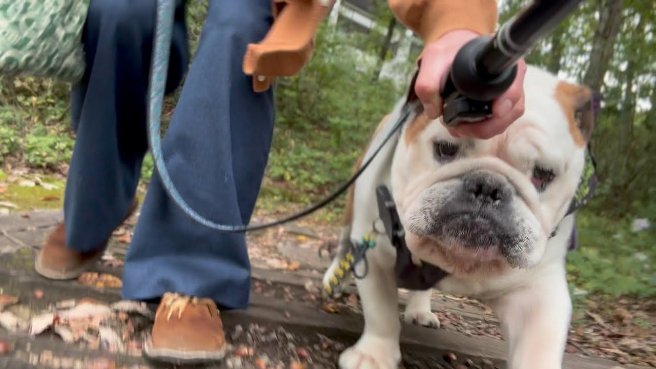 歩かない犬を連れ　おばさんワンオペで植物園に行く。