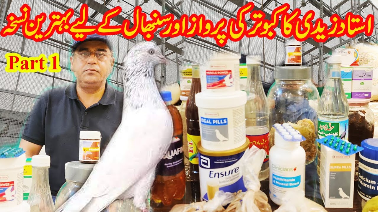 Parwaz se wapsi par Kabootar ki smbhal ka tarika|| 03004515078