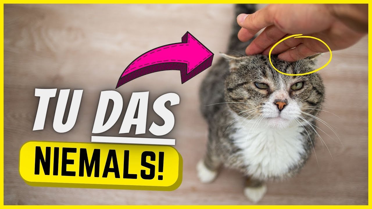 10 Dinge, die Katzen mehr hassen als hochgehoben zu werden!