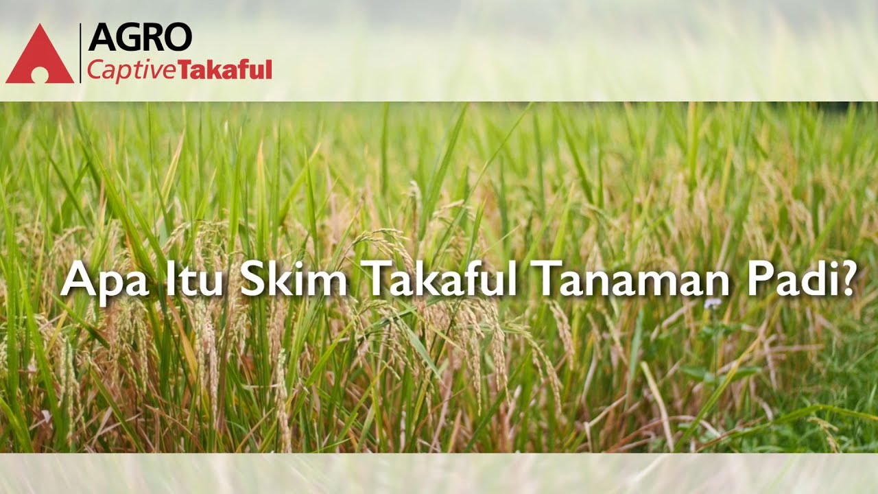 Skim Takaful Tanaman Padi - Agrobank