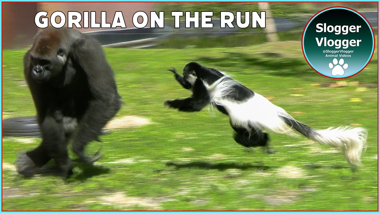 Lope’s Reaction to the Colobus chasing Gorilla Aybo