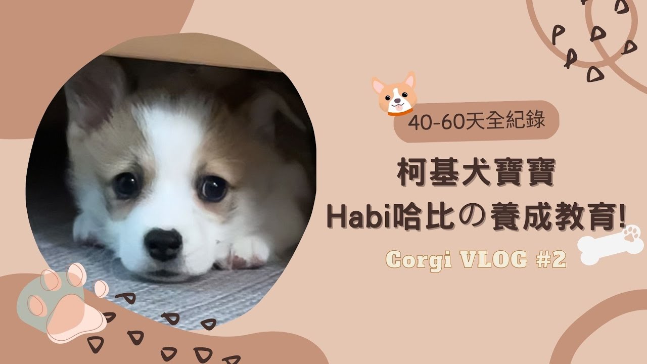柯基犬寶寶~Habi哈比的養成教育(40-60天全紀錄) Corgi VLOG ep.2/小狗餵養/小狗洗澡/剪指甲/清潔牙齒