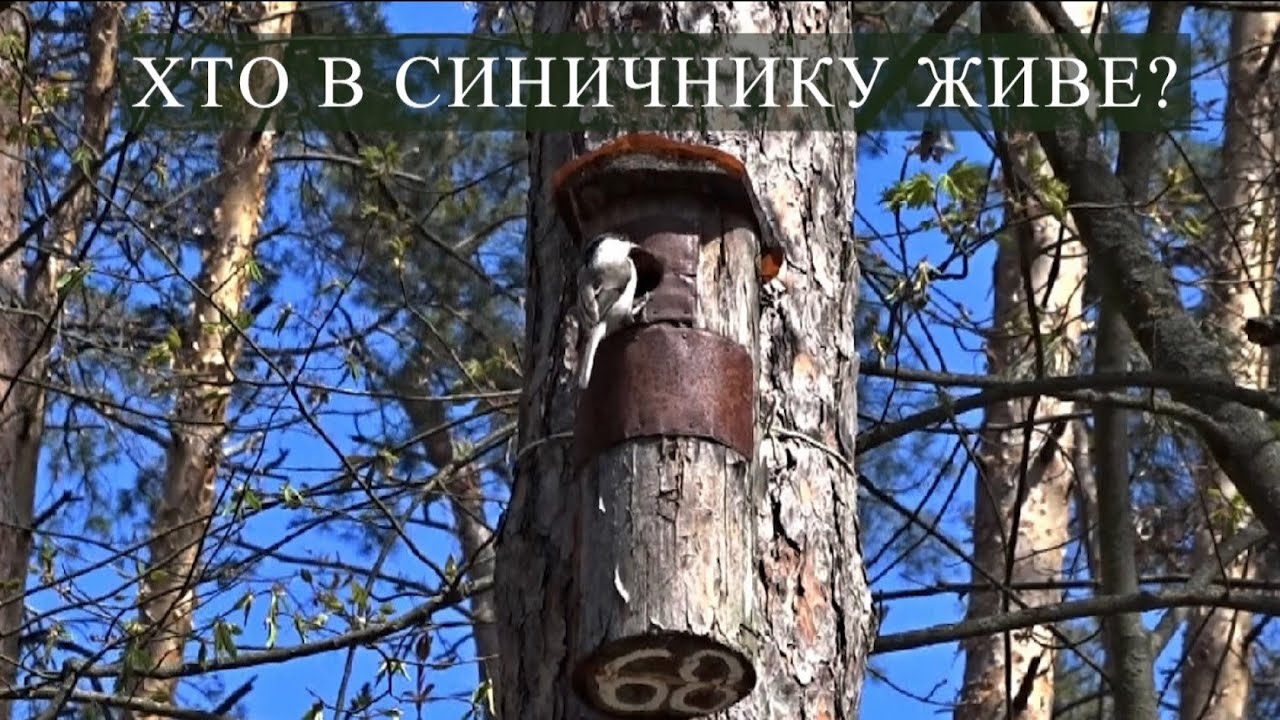 Хто в синичнику живе? / Who lives in the artificial nest?