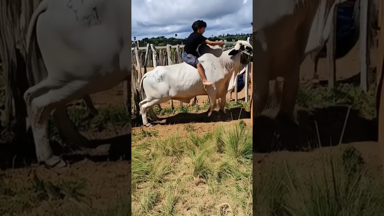 O Pequeno Pe&atilde;o e o Touro Gigante! 🐂👦 #cowboys #peao  #inteligenciaartificial #viral #video