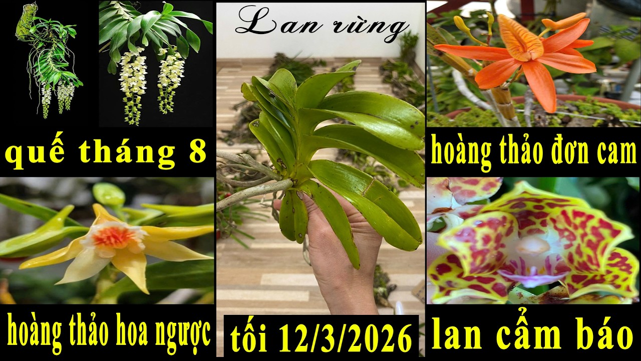 (Dạ đã hết rồi ạ)Lan rừng tối 12/3/2026(ship30k)Đơn cam, quế T8, hoa ngược, cẩm báo, hải âu