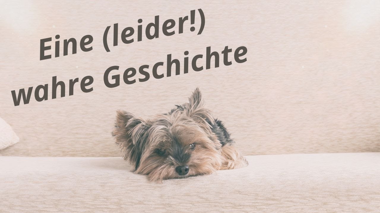 Tragischer OP-Unfall: Die wahre Geschichte einer kleinen Hündin 💔