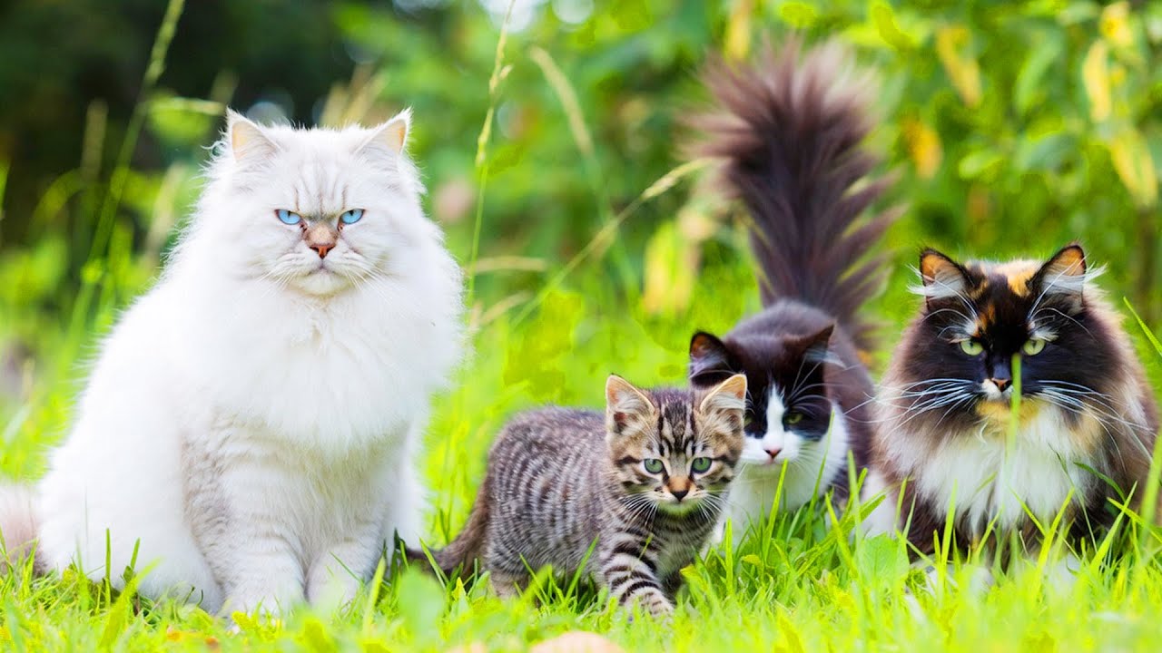 Cute Cat Compilation 🐾 | Funny & Adorable Cat Video