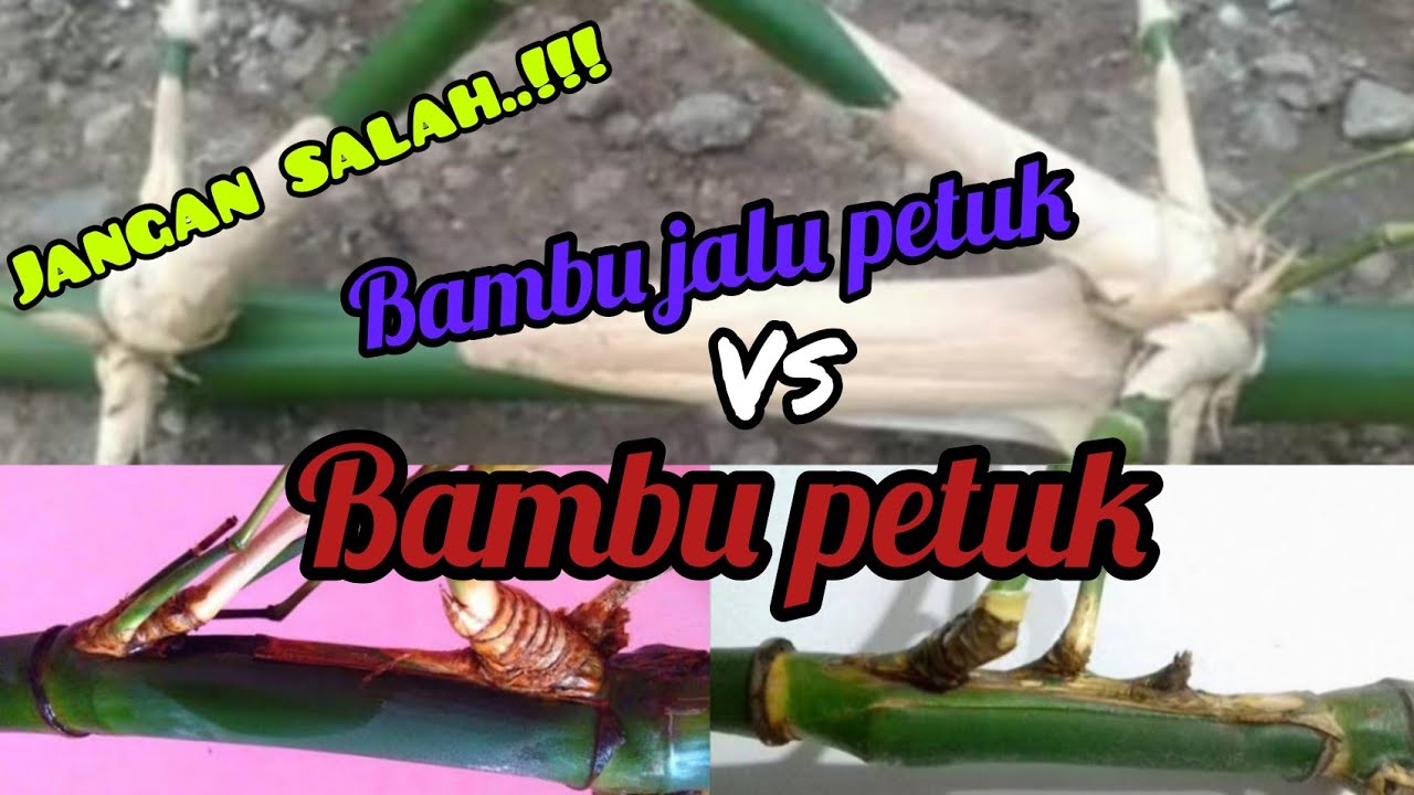 ini bedanya bambu petuk dengan bambu jalu petuk