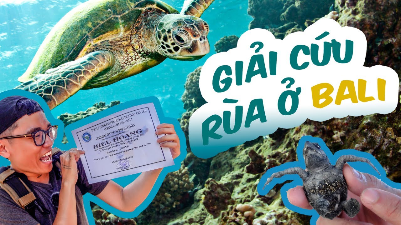 THẢ RÙA BIỂN Ở BALI ! Lần Đầu Được Đụng vào Rùa Biển |Thèm Bò Sát