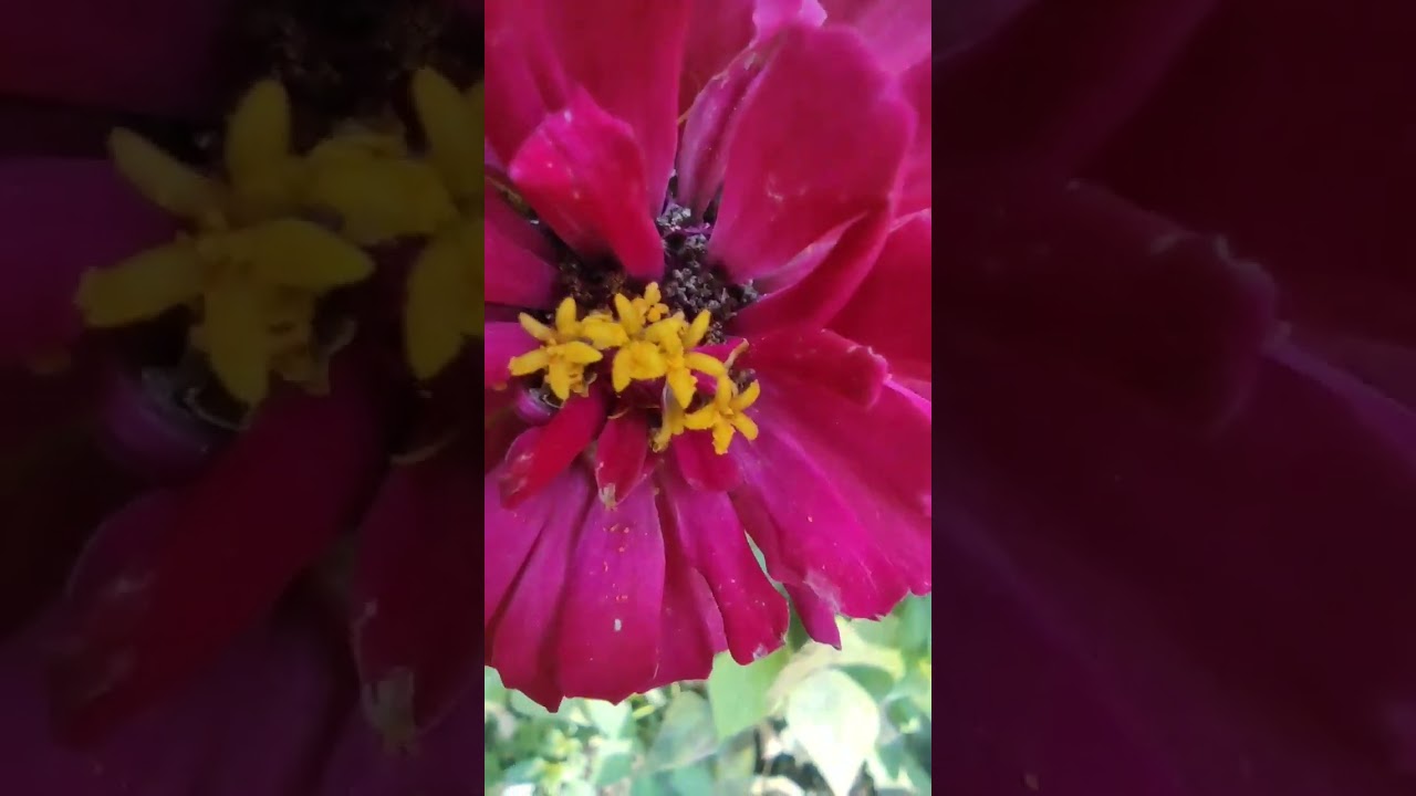 Macro #flower #macro #pocox3 #xiaomi