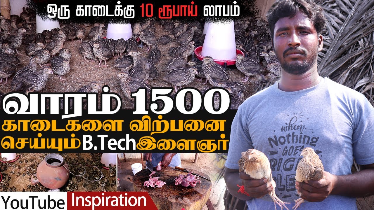 மொட்டை மாடியில் தாய் காடை வைத்து வாரம் 1500 காடைகள் விற்பனை செய்யும் B.Tech பட்டதாரி | 9597159673