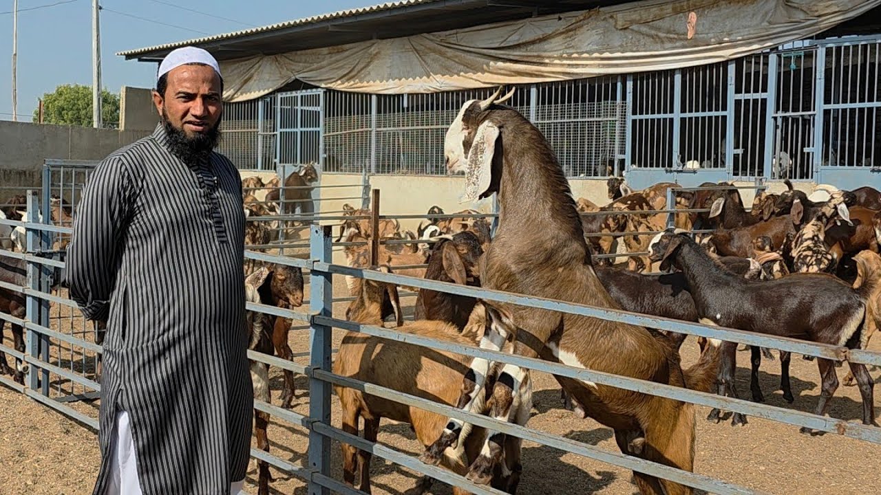 Gujarat Main Shandaar Quality Bakre At HD Goat Farm | Full Set And Ready Bakre Wholesale Rates.