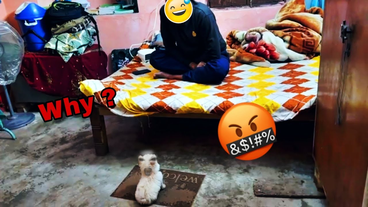Why My Brother’s Dog Trickey Is Barking at Him 😱🐶 | Funny & Shocking Reaction