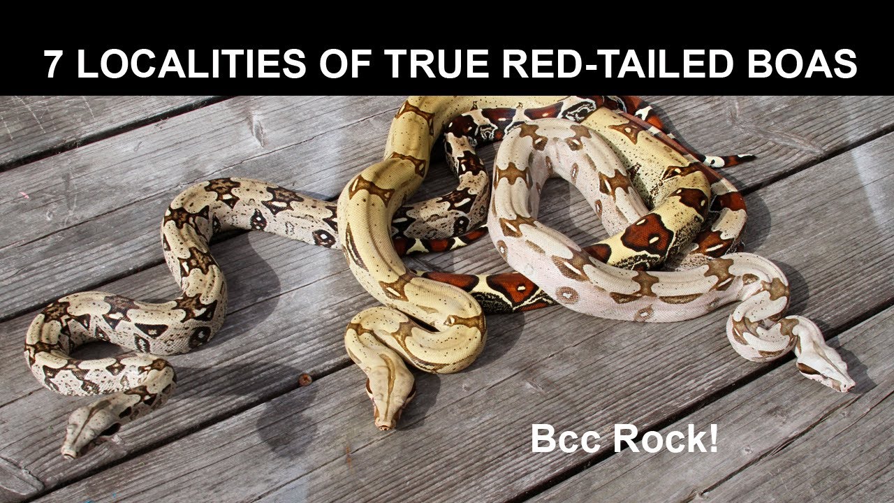 7 Localities of True Red-Tailed Boas