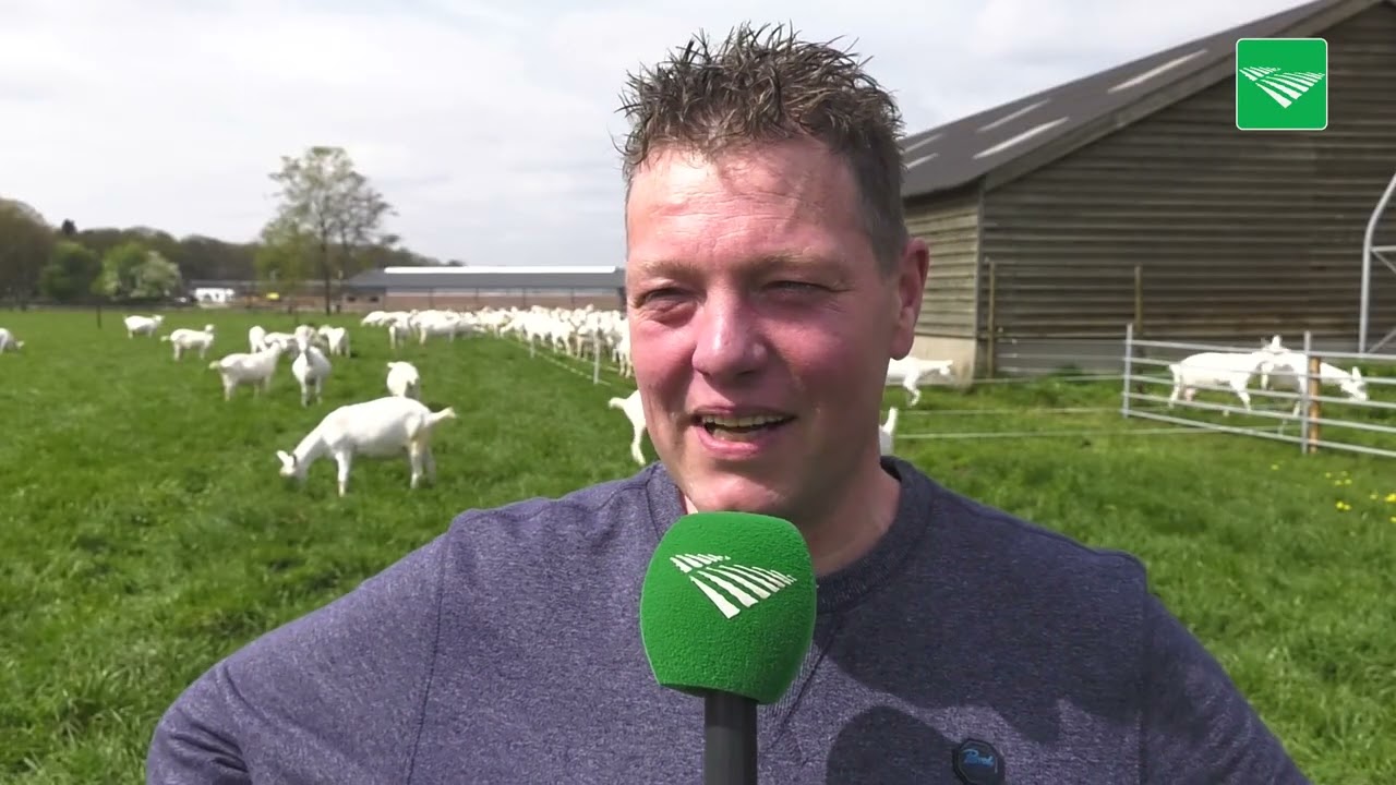 Geiten weer naar buiten voor weideseizoen