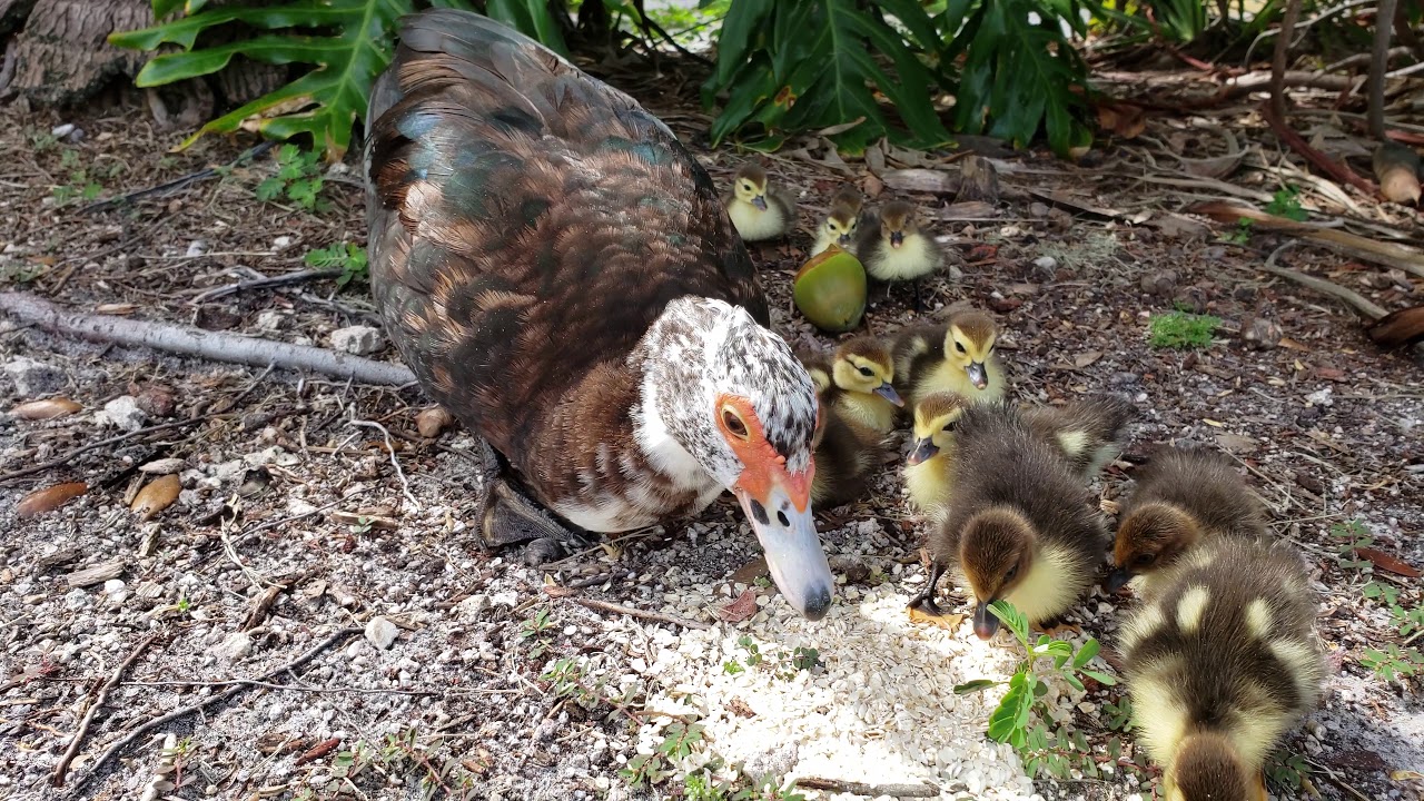 Muscovy hen with 3 day old ducklings