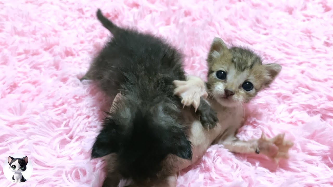 Маленькие котята, мурлыкающие во время прогулки, очень милы, и я почувствовал облегчение