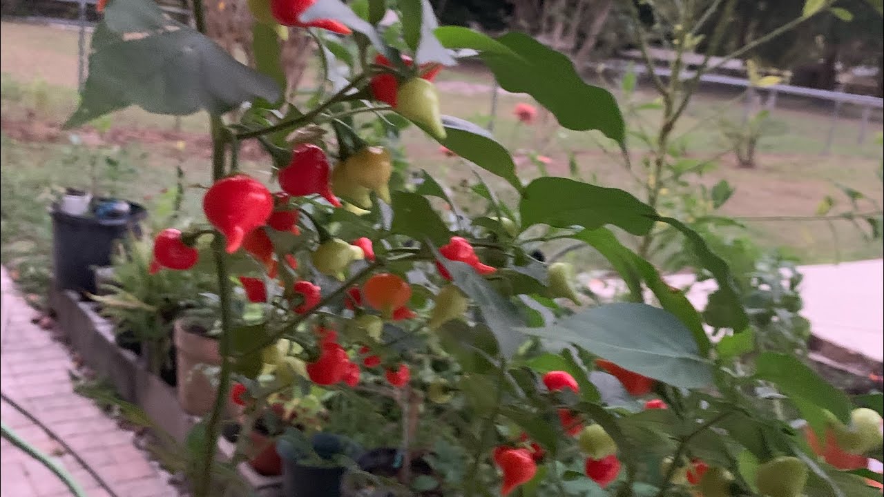 COMO GERMINAR PIMENTAS