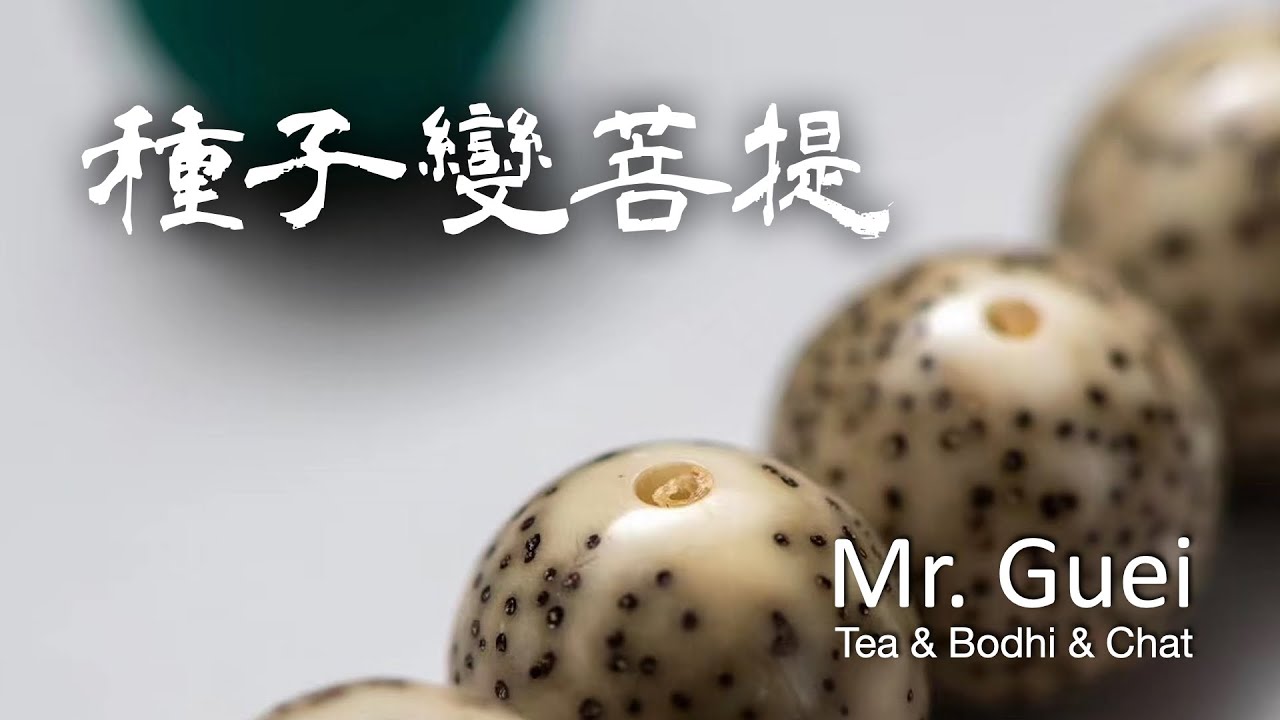 【種子變菩提】星月菩提從種子到菩提珠串的奇幻冒險旅程│手串│佛珠│菩提│文玩│念珠│