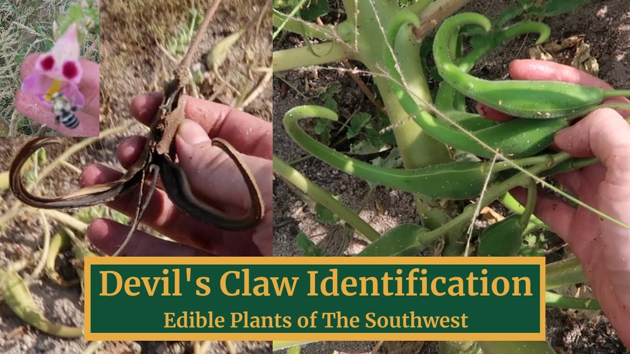 Devil's Claw- Where to Find, How to Identify, Edible Uses