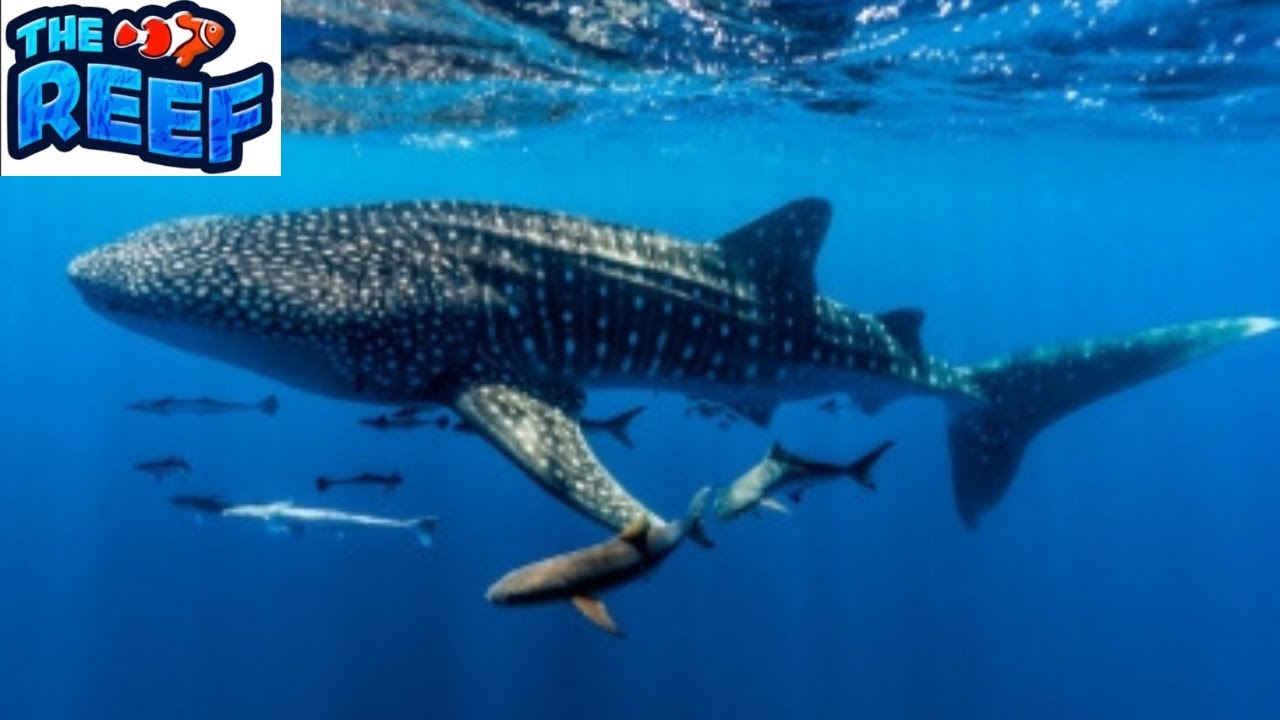 Whale Shark Gameplay In The Reef  -  Roblox