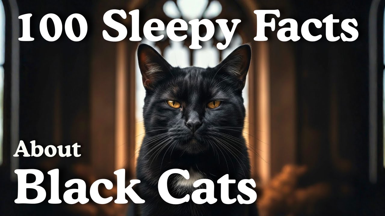 100 Sleepy Facts About Black Cats to Fall Asleep To Sleepy Animals