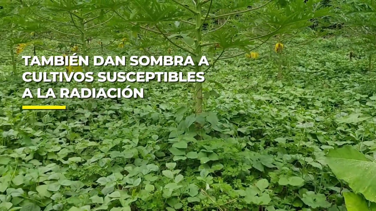 Cultivos de Cobertura