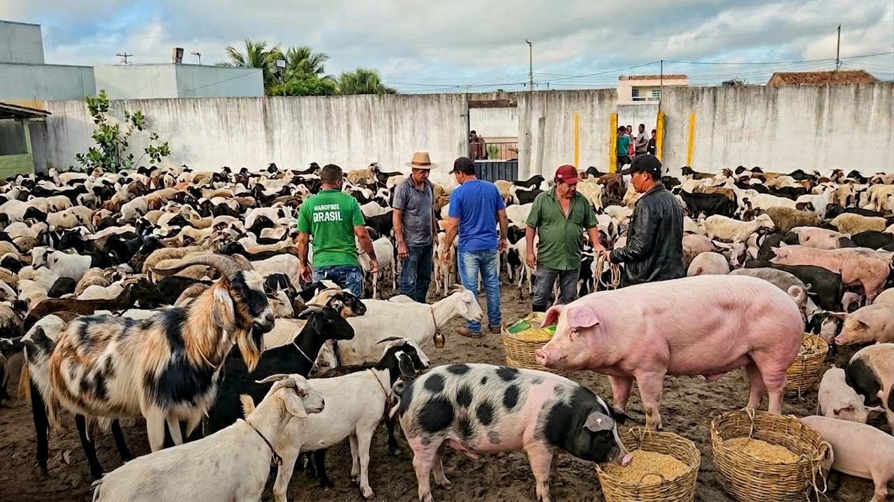 FEIRA DE CAPRINOS, OVINOS E SUÍNOS DE CACHOEIRINHA PE, A MELHOR DO NORDESTE, (12/03/26) #nordeste