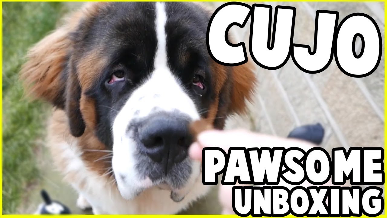 SquiddyVlogs - PAWSOME UNBOXING WITH CUJO!! [49]