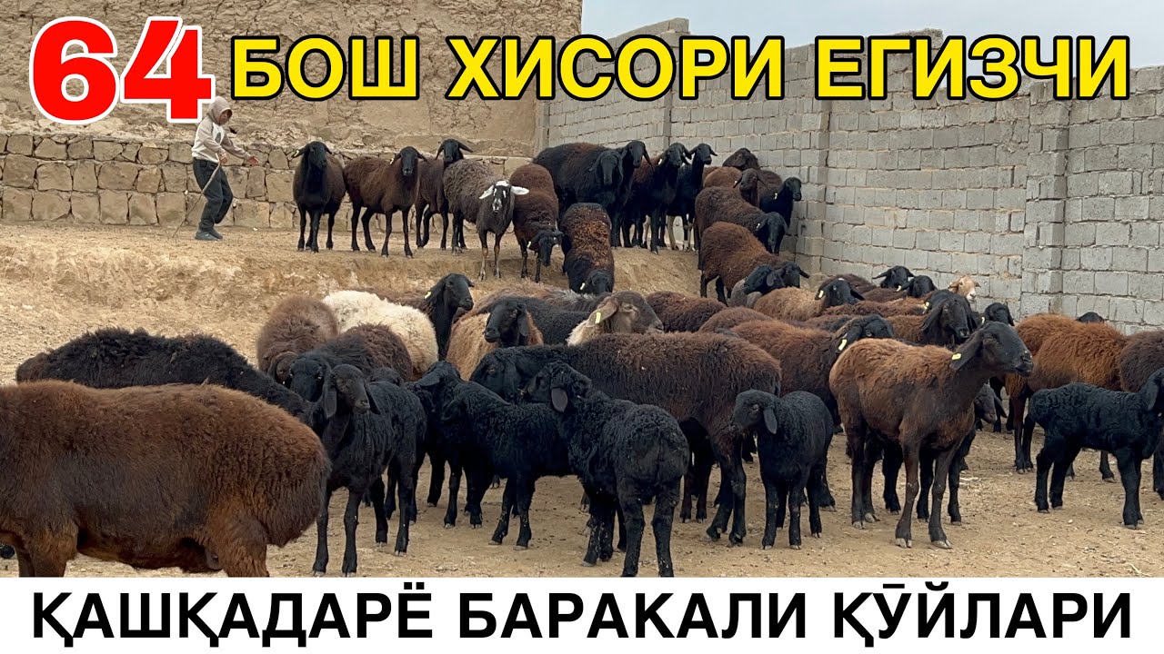 ҚАШҚАДАРЁ ЕГИЗЧИ ҚӮЙЛАРИ. ☎️+998993191483