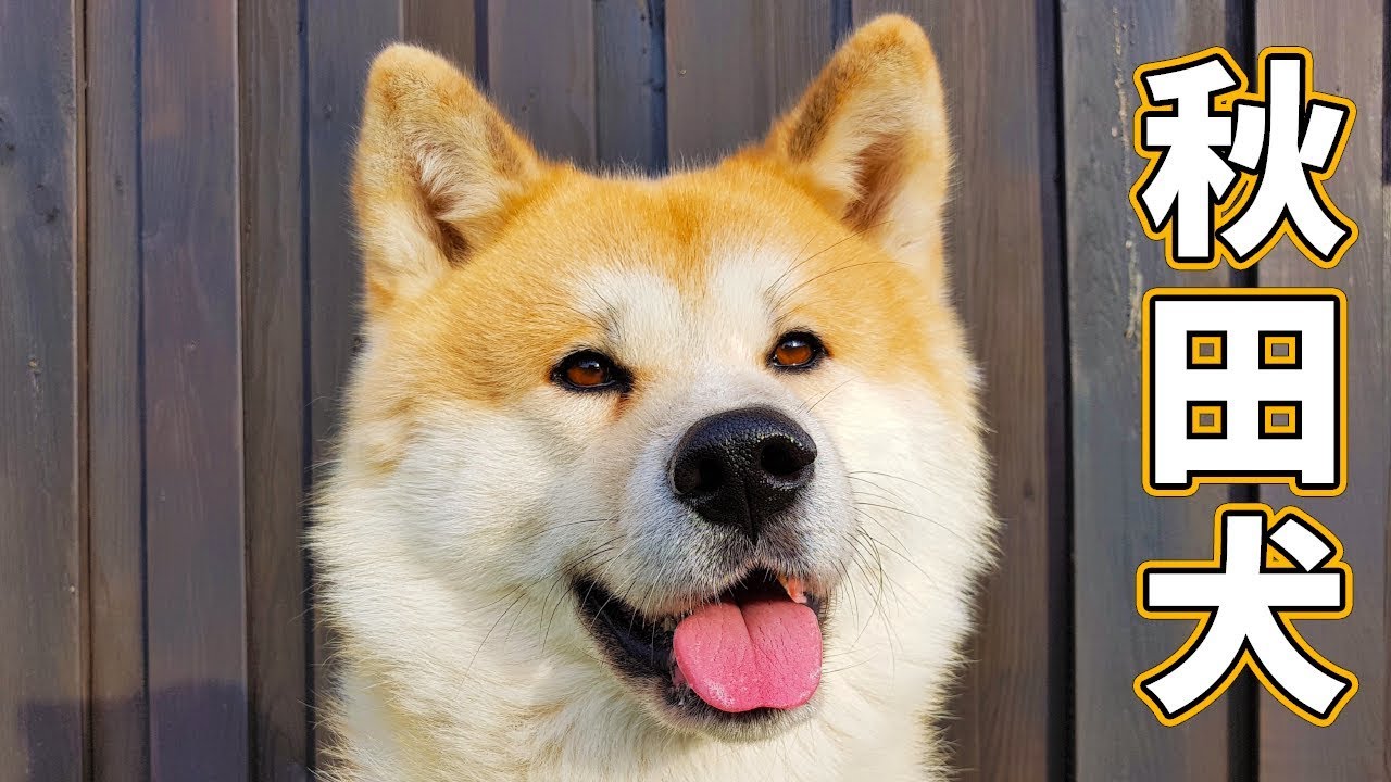 AKITA INU - What My Japanese Akita Dog Does All Day | A Day In The Life Of Yuki | 秋田犬