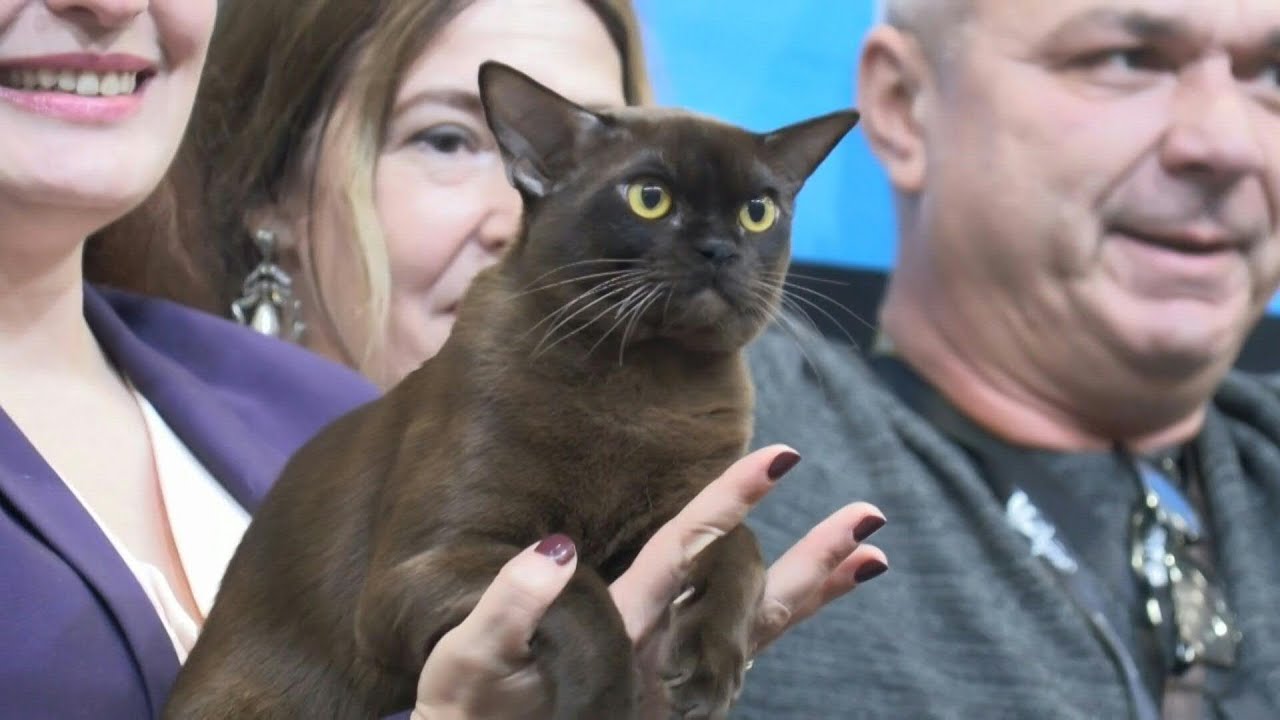 'Most beautiful cats in the world' judged at contest in Belgium | AFP