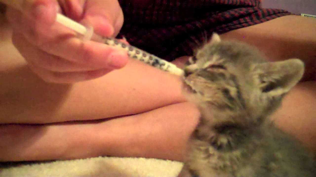 Tiny Kitten eating milk from syringe