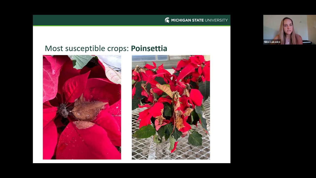 GrowON Webinar 2022: Battling Botrytis in Your Greenhouse with Nikki Lukasko