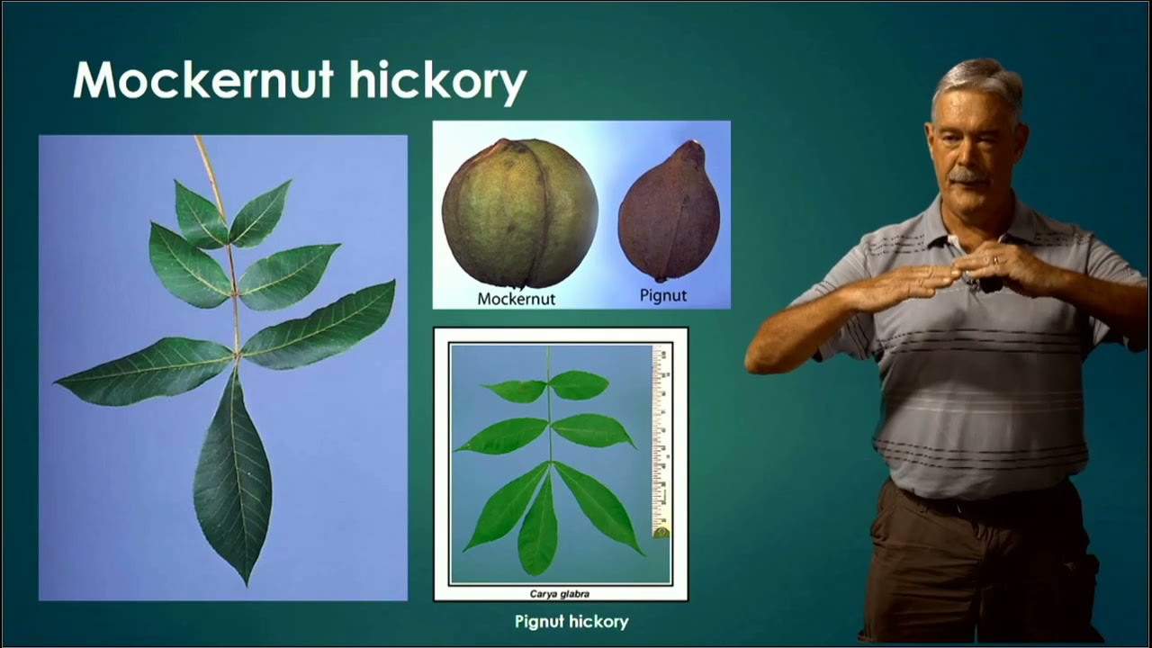 Tree Identification for 4-H Seniors