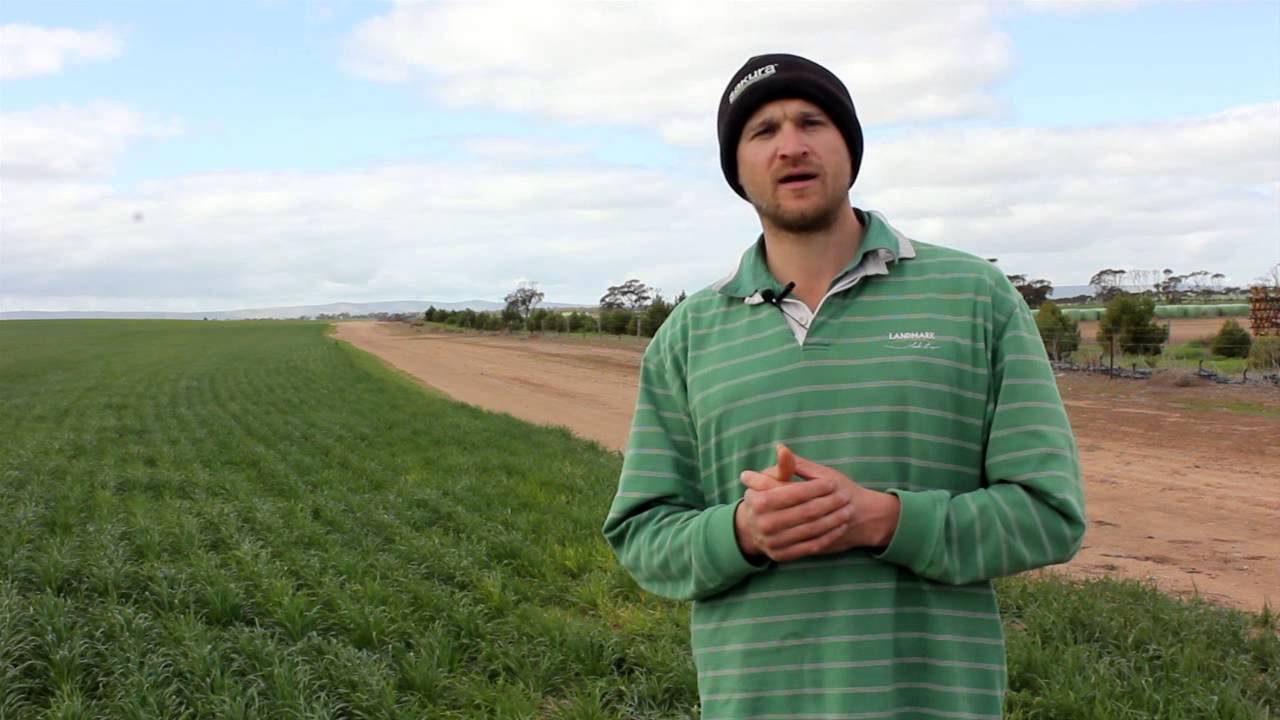 Using crop sensors & NDVI in Precision Ag