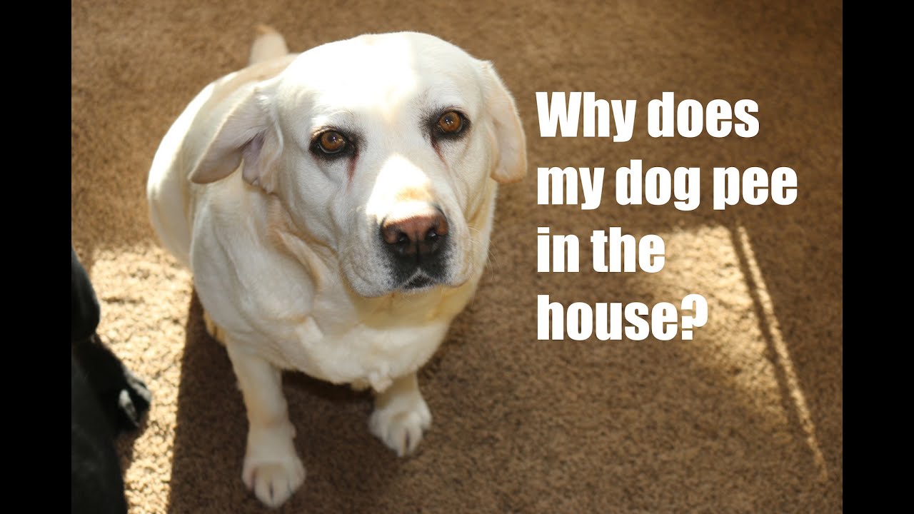 Why Does My Dog Pee in the House?