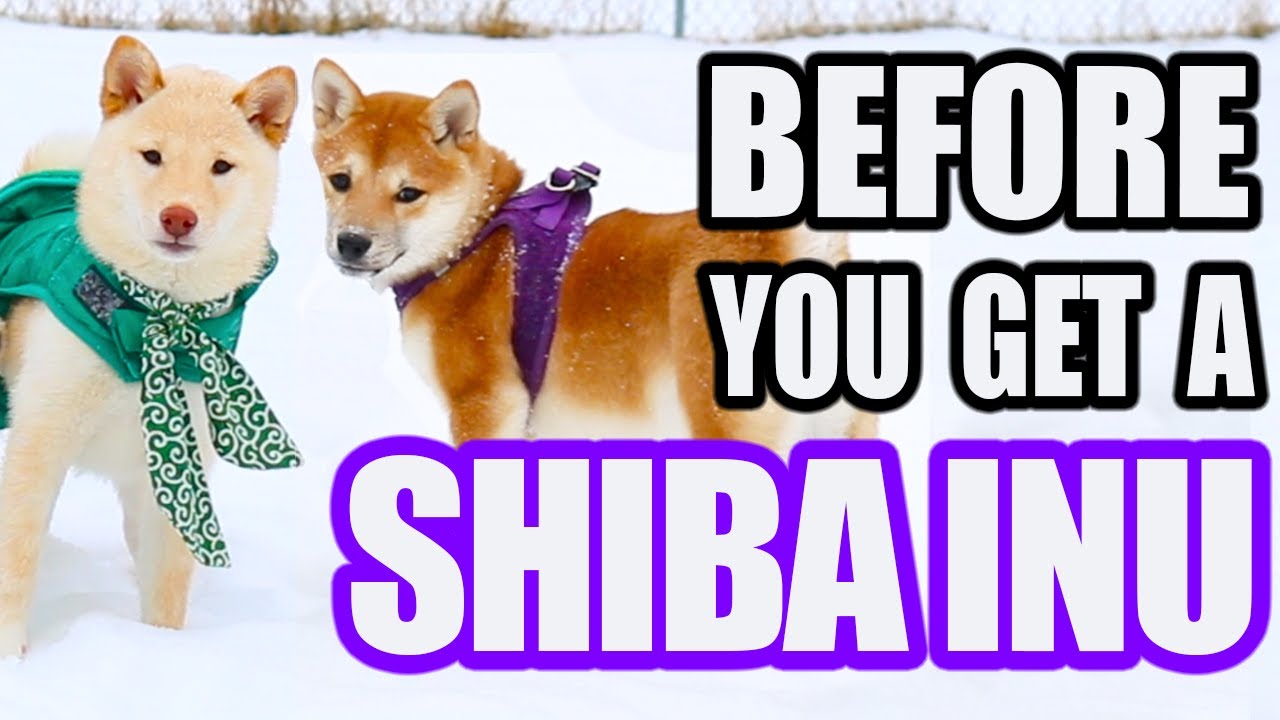 Before You Get A SHIBA INU (especially first time dog owners)