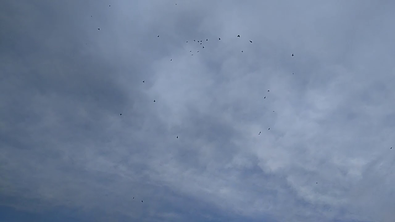 VID 20200611 184048