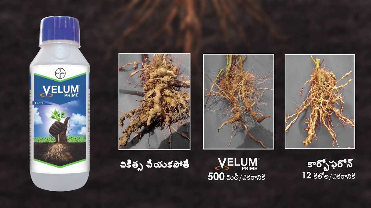 STOP Nematode with Velum Prime! (Telugu) | Bayer Crop Science India