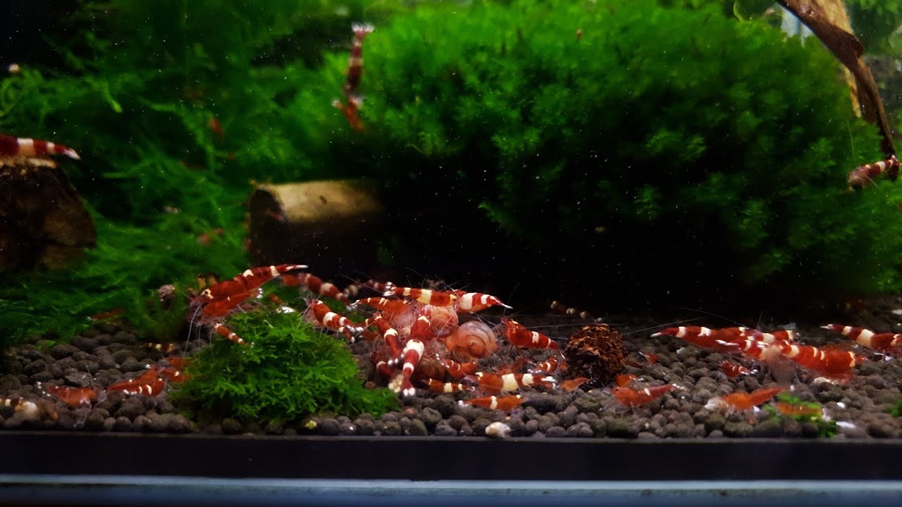 CryMore Shrimps - Zakładanie krewetkarium u Michała 🦐🦐🦐