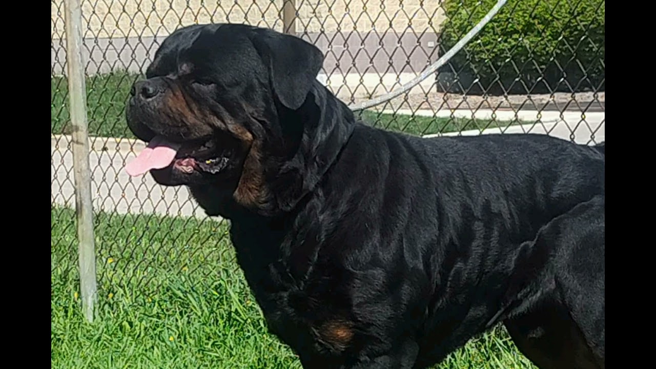 ACE 135-140LBS AKC REGISTERED HIPS/ELBOWS/JLPP/DNA/OFA SIRE TO PUPS COMING OFF DIOR 