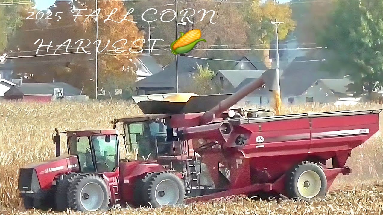 CASE IH AXIAL FLOW 8240 COMBINE HARVESTING CORN WITH 18 ROW GERIEGOFF CORN HEAD 2025 FALL HARVEST 